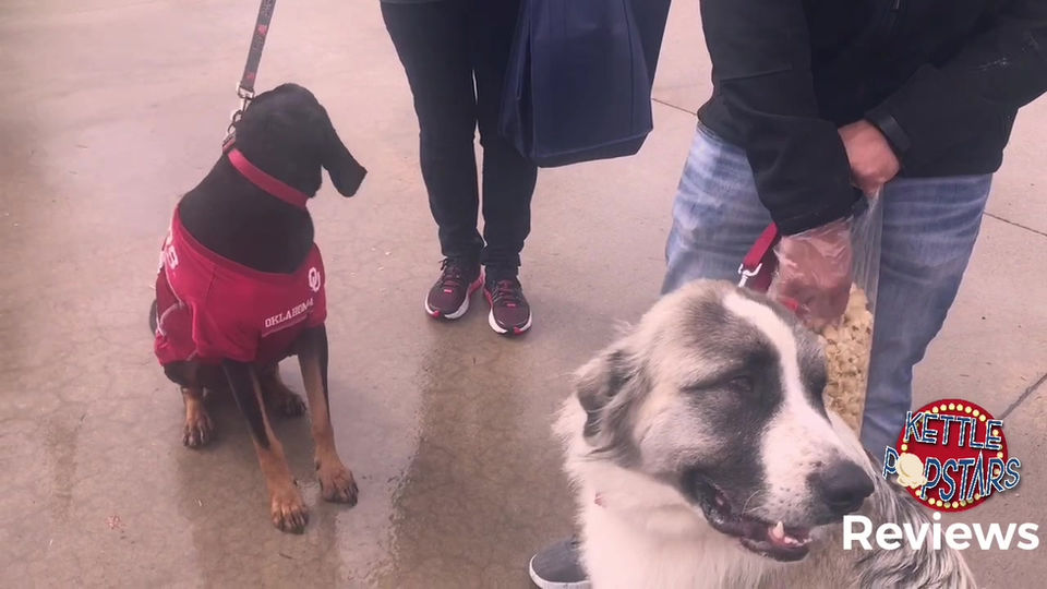 Dogs love Kettle Popstars